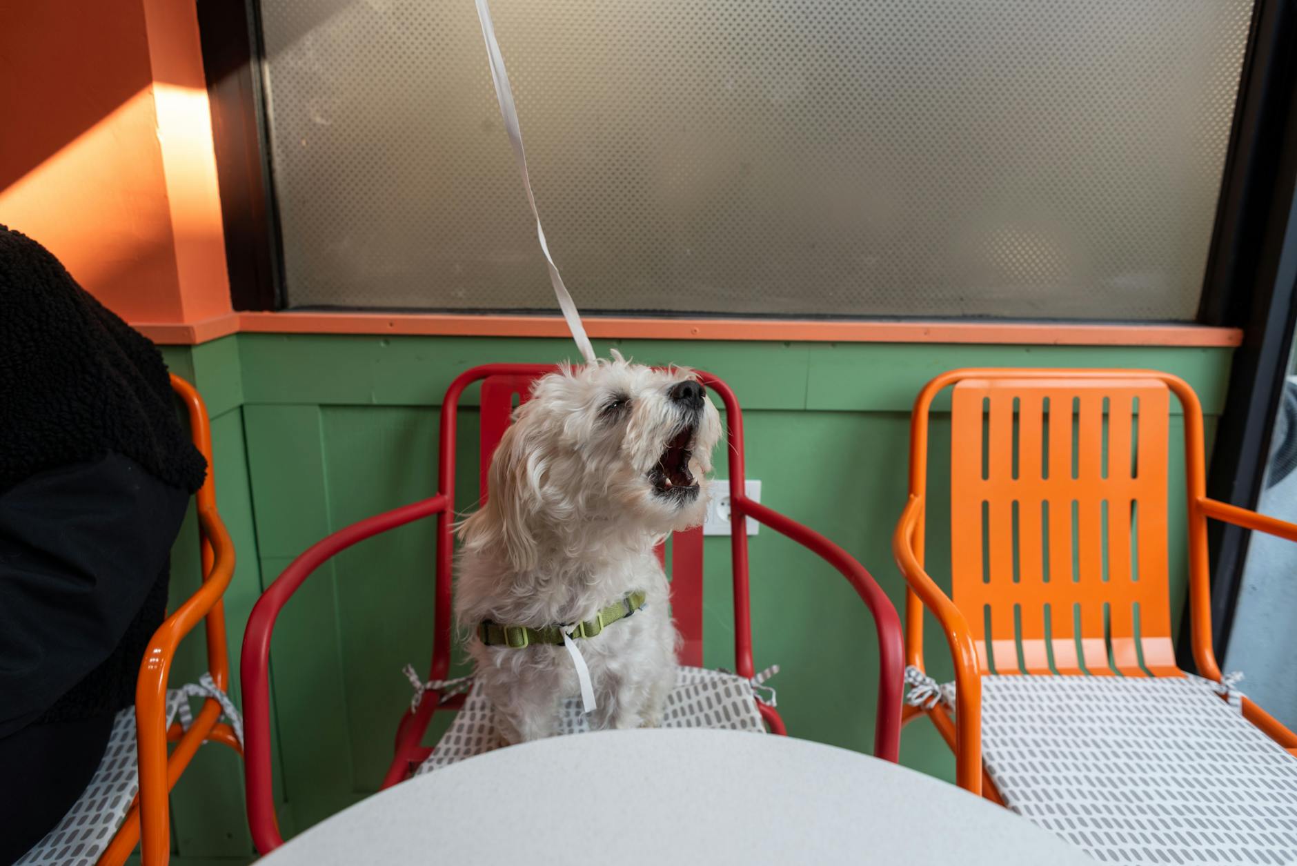 Cozy patio scene at Paw & Pour Café with guests and dogs