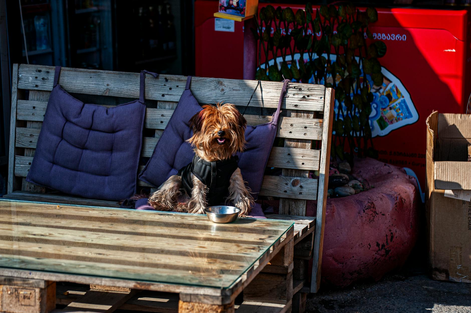 Guest enjoying coffee at Paw & Pour Café patio